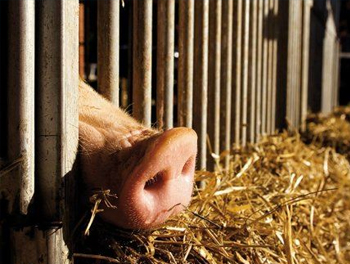 豬在低衛(wèi)生條件下的次優(yōu)生長性能可以通過調(diào)整飼糧來部分補(bǔ)償