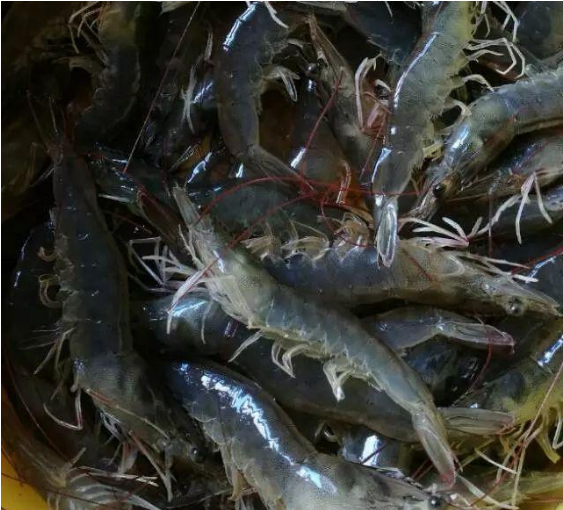 甜菜堿魚蝦誘食劑【海爾希】