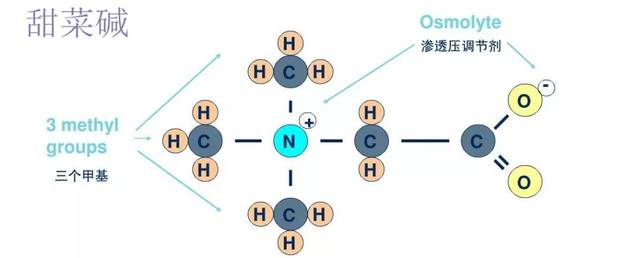 甜菜堿的藥用價值有哪些？