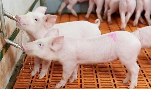 甜菜堿在豬料中有什么作用？