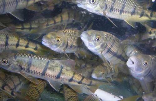 甜菜堿能誘魚嗎？