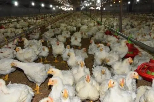 雞飼料添加劑