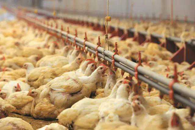 甜菜堿型抗應(yīng)激飼料添加劑