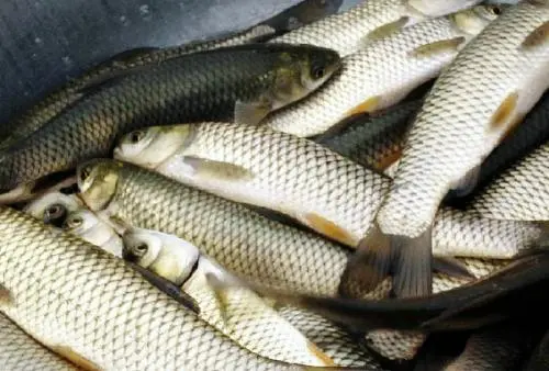 魚(yú)用甜菜堿【海爾?！? /></a></dt>
                        <dd>
                            <h3><a href=