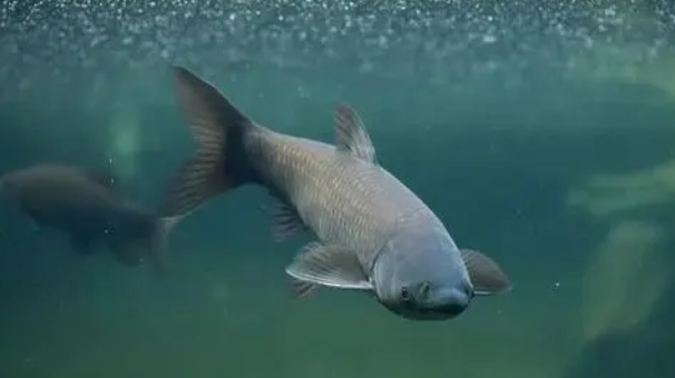 甜菜堿對(duì)淡海水魚(yú)的幫助