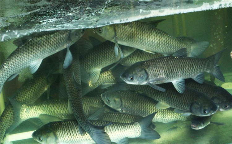 甜菜堿對(duì)魚【海爾?！? /></a></dt>
                        <dd>
                            <h3><a href=