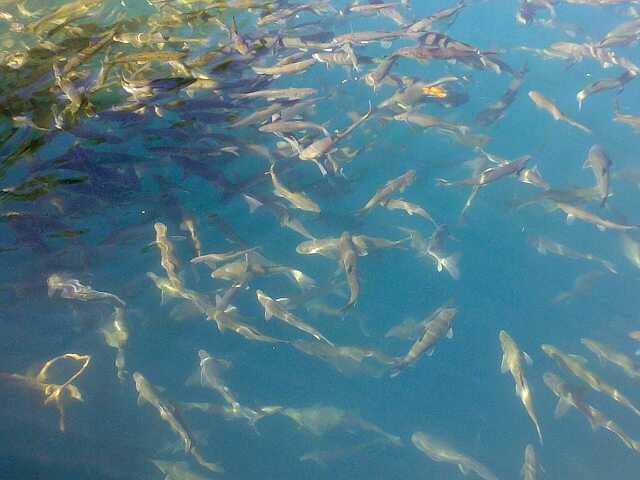 甜菜堿對(duì)魚(yú)的誘食效果