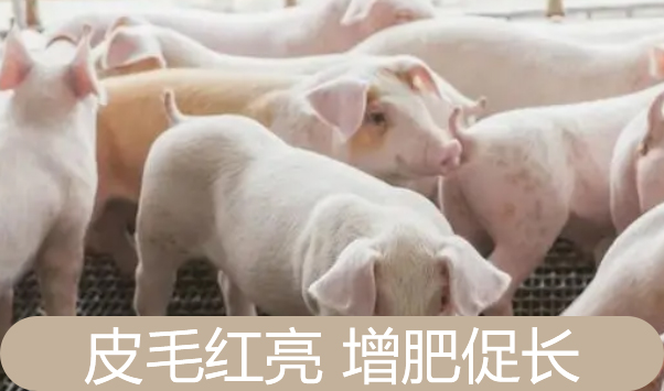 豬甜菜堿【海爾?！? /></a></dt>
                        <dd>
                            <h3><a href=