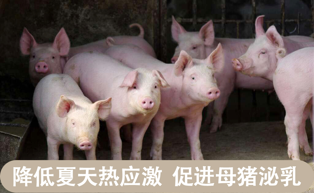 甜菜堿對豬腸道的保護(hù)作用