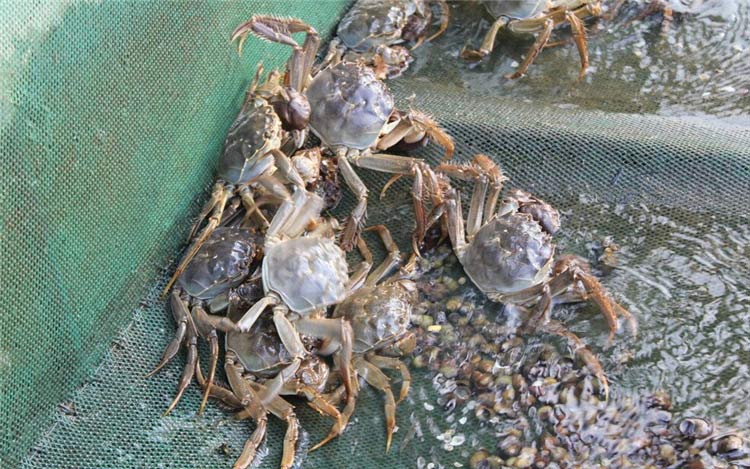 螃蟹用甜菜堿【海爾?！? /></a></dt>
                        <dd>
                            <h3><a href=