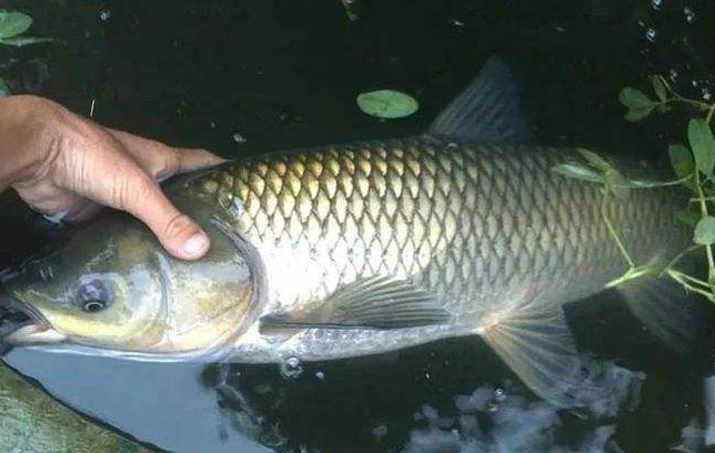 甜菜堿在水產(chǎn)上【海爾?！? /></a></dt>
                        <dd>
                            <h3><a href=