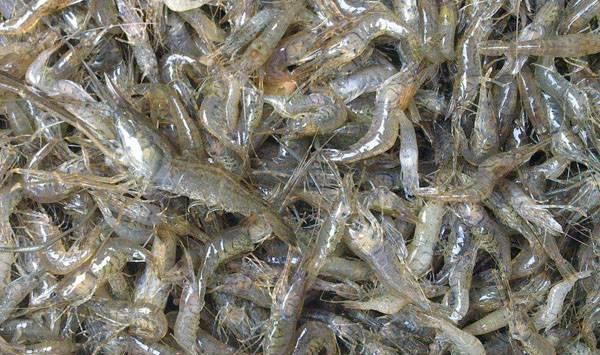 蝦蟹養(yǎng)殖中的無(wú)水甜菜堿飼料添加劑 - 提升水生物健康的創(chuàng)新方法