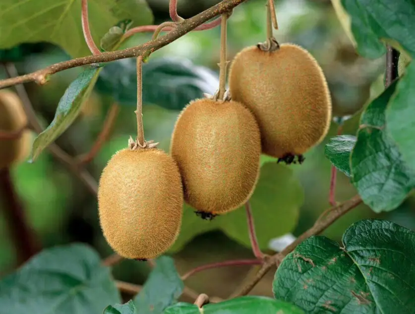 甜菜堿膨大果實(shí)：植物的魔法營(yíng)養(yǎng)，讓你驚嘆不已！
