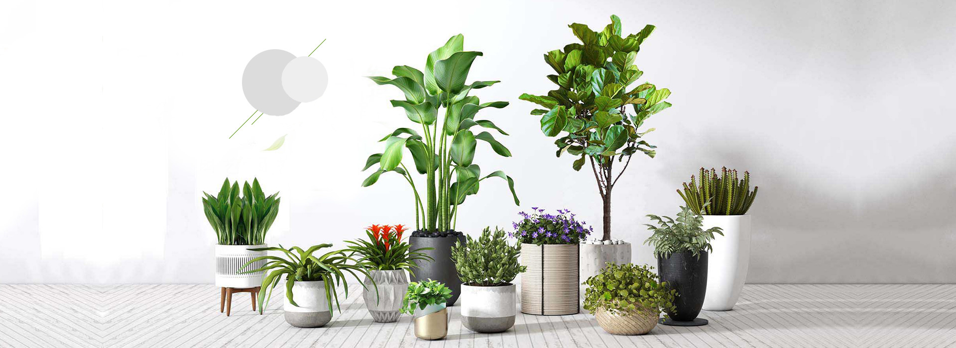 甜菜堿：植物魔力之光，喚醒綠色奇觀