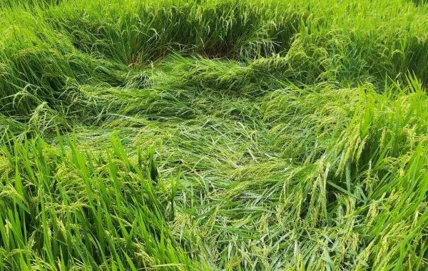 氯化膽堿有機(jī)化肥：小麥、大麥、燕麥抗倒伏的創(chuàng)新解決方案