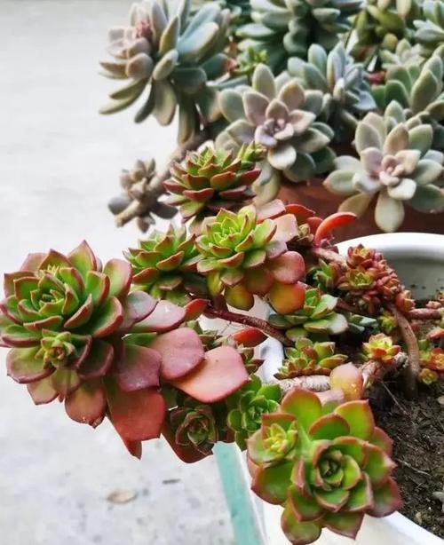 光合魔法，重燃生機(jī)！甜菜堿植物生長(zhǎng)調(diào)節(jié)劑的神奇力量