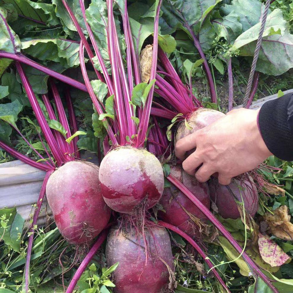 甜菜堿通常能夠起到降壓、抗氧化、殺菌消炎、促進(jìn)脂肪代謝、促進(jìn)腸胃蠕動(dòng)等功效與作用，對(duì)身體會(huì)有一定的好處。