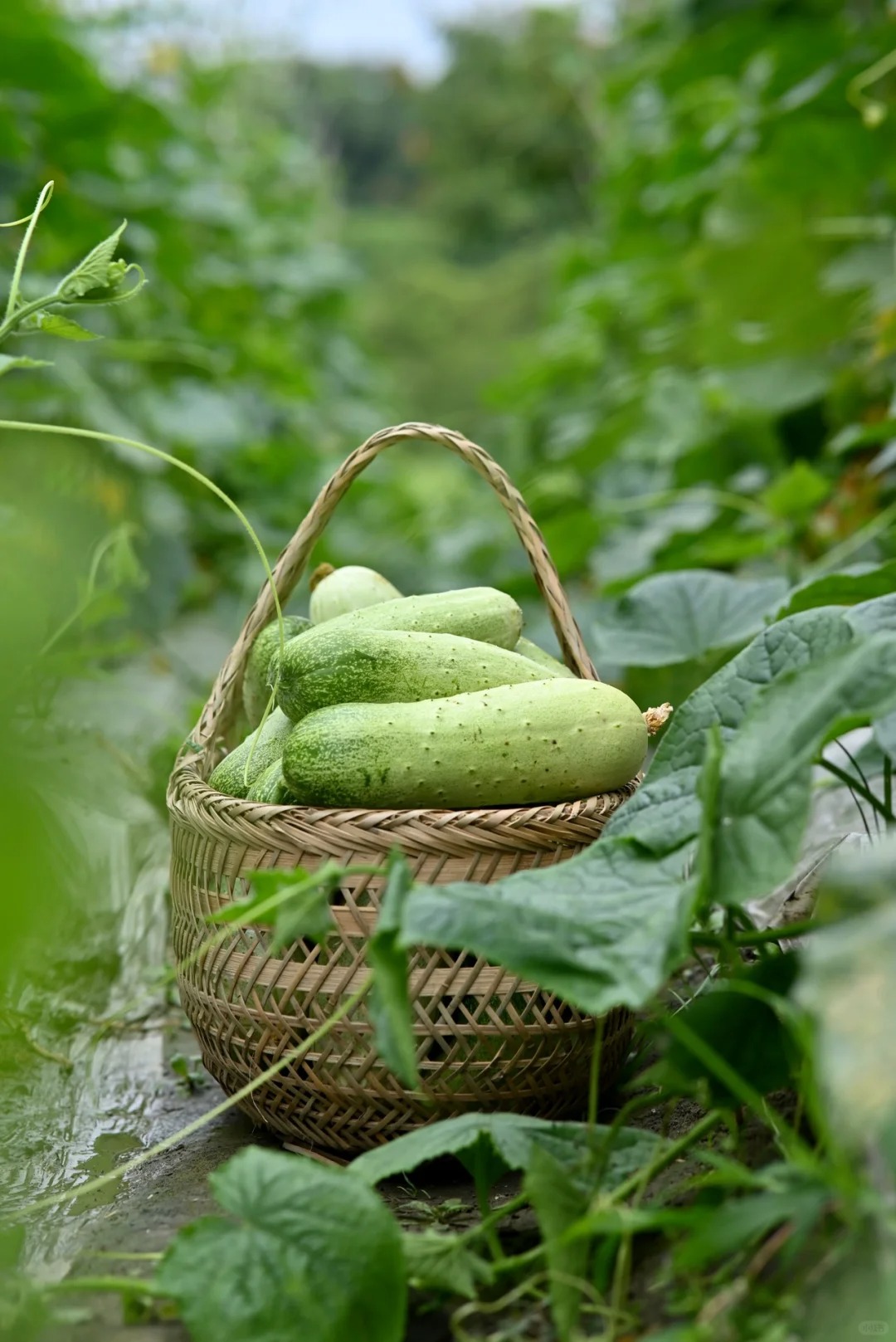 甜菜堿的應(yīng)用有助于實(shí)現(xiàn)農(nóng)業(yè)的可持續(xù)發(fā)展。