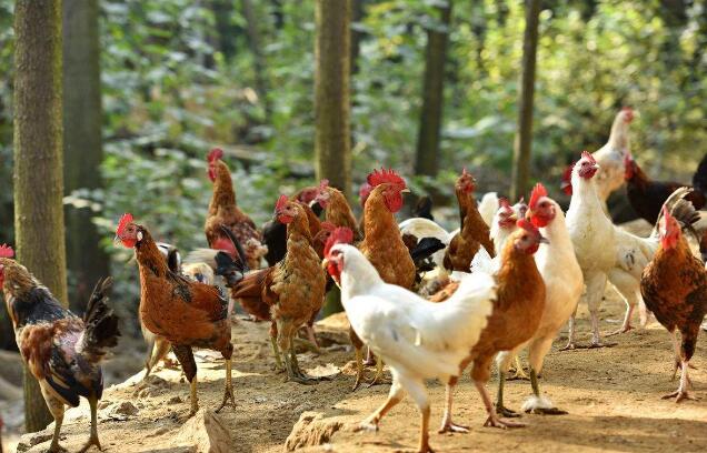 甜菜堿：綠色魔力，助力動物健康成長