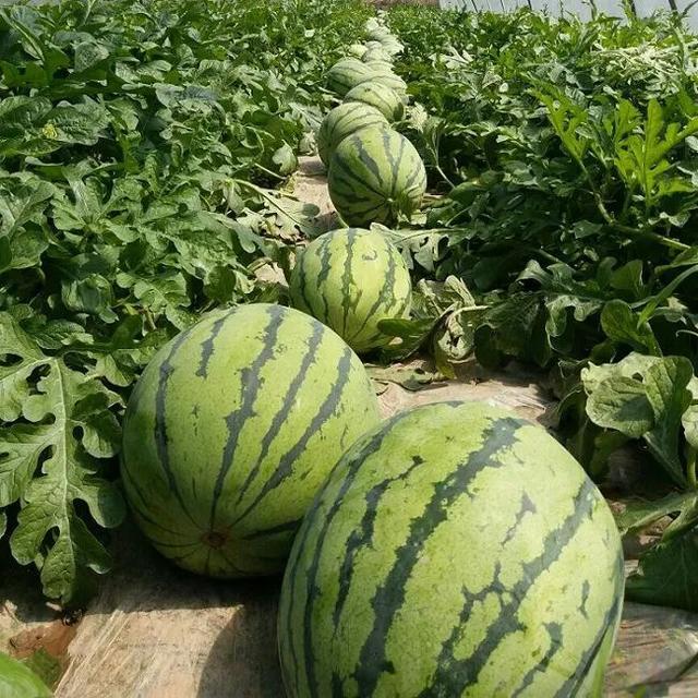 氯化膽堿：釋放作物潛力，讓果實生長到巨無霸級別！