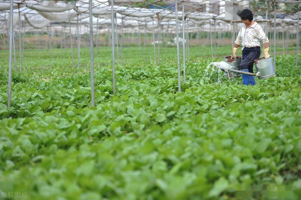 氯化膽堿：植物光合作用的黃金促進劑，助力葡萄、芒果增產(chǎn)！