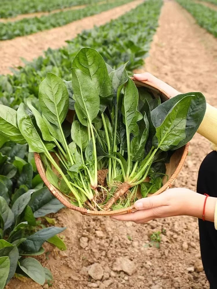 甜菜堿：多功能生物堿類化合物