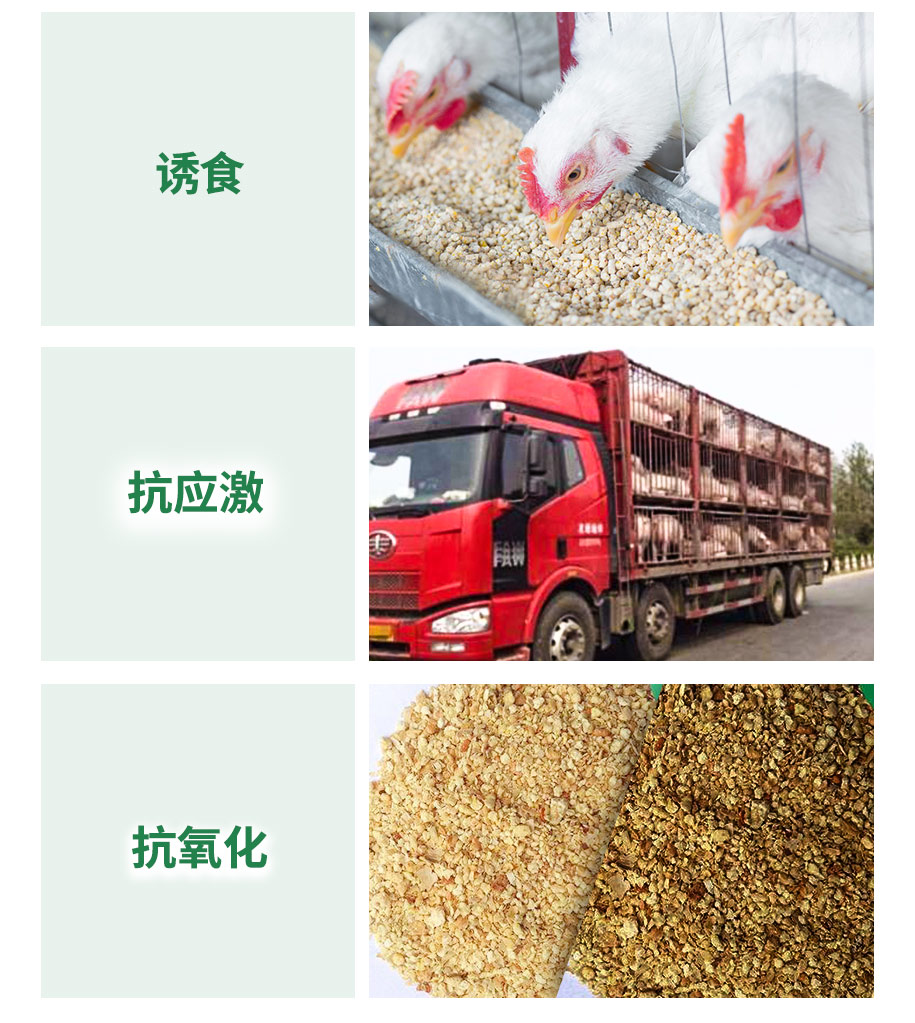 75甜菜堿飼料級(jí)_08